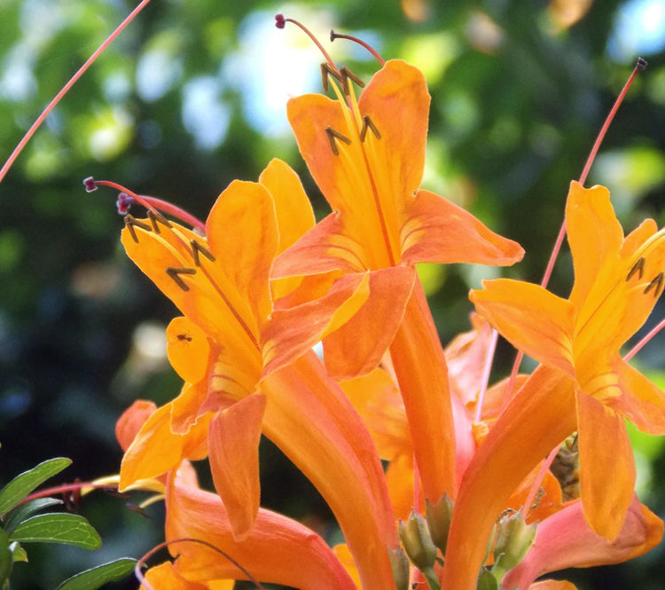 Florida Foliage Cape Honeysuckle | Live Plants | Tecomaria Capensis | Birds & Butterfly Attracting Versatile Shrub