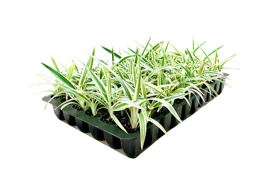 Flax Lily | Variegated Dianella Tasmanica Variegata | Live Plants | Evergreen Shade Loving Grass