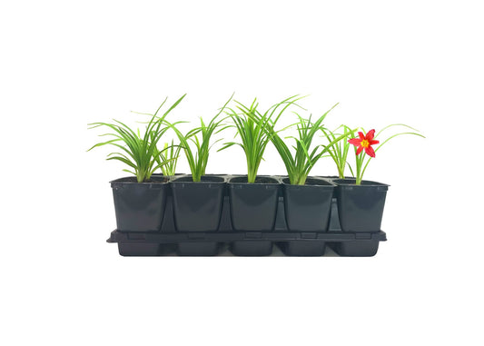 Ming Toy Daylily | Live Inch Pots | Hemerocallis Plants | Beautiful Low Maintenance Blooming Groundcover