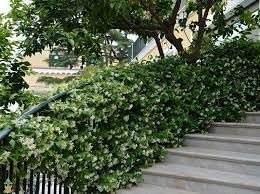 Confederate Jasmine Plants | Live 4 Inch Pots | Trachelospermum Jasminoides | Flowering Vine | Outdoor Garden