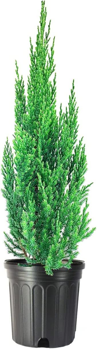 Blue Point Juniper | Size #1 Tree | Juniperus Chinensis | Drought Tolerant Low Maintenance Evergreen Plants