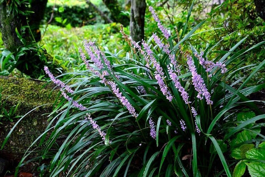 Big Blue Liriope Plants | Live 4 Inch Pots | Liriope Muscari 'Big Blue' | Hardy Ground Cover | Shade Tolerant Grass