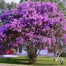 Crape Myrtle Twilight | Extra Large 3 Gallon Plant | Lagerstroemia Indica 'Twilight' | Vibrant Blooms | Drought Tolerant