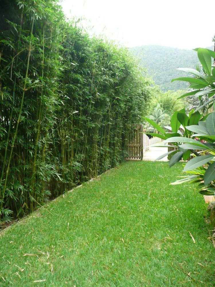 Graceful Bamboo - Slender Weavers - Textilis Gracilis - Live Plant - Fast Growing Evergreen Privacy Hedge