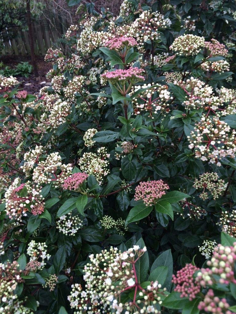 Spring Bouquet Viburnum - Live Plants - Tinus Laurustinus - Blooming Evergreen Shrub