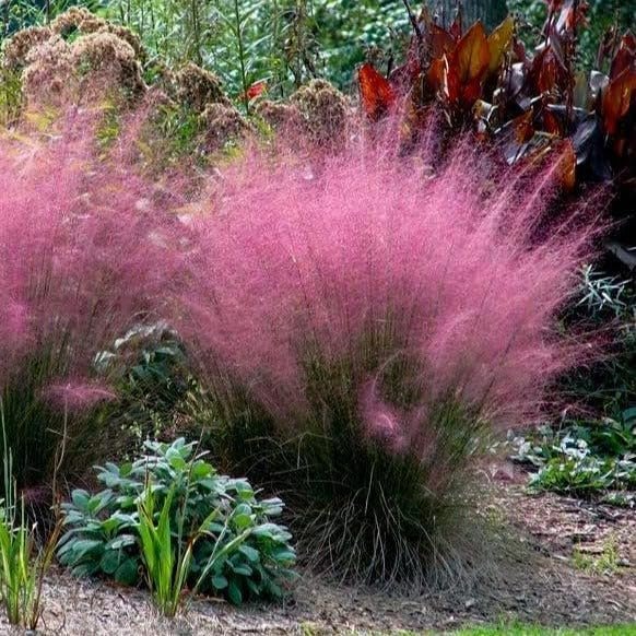 Muhly Grass | Extra Large Gallon Plants | Muhlenbergia capillaris | Landscape Beautification | Garden Elegance