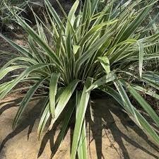 Flax Lily Dianella | Extra Large 3 Gallon Plants | Dianella tasmanica | Hardy Perennial | Shade Tolerant