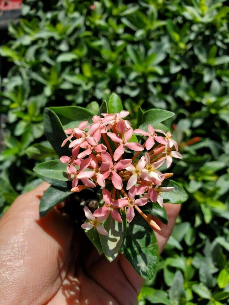 Ixora Dwarf Pink Taiwanensis | Live Plants | Ixora Chinensis | Perfect for Compact Spaces | Vibrant Tropical Blooms