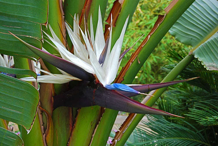 White Bird of Paradise | Live Plants | Strelitzia Nicolai | Beautiful Rare Foliage Specimen