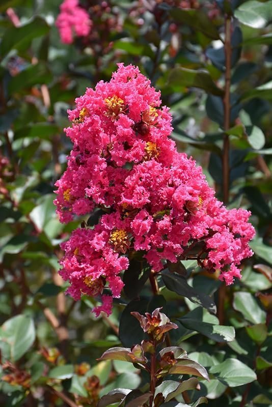 Crape Myrtle Pink Velour | Live Plants | Lush Magenta-Pink Blooms, Live Plant, Elegant Ornamental Shrub for Distinctive Garden Accents