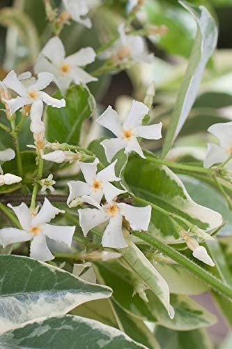 Confederate Jasmine Variegated - Live Plants - Trachelospermum Jasminoides Variegatum - Fragrant Blooming Evergreen Vine