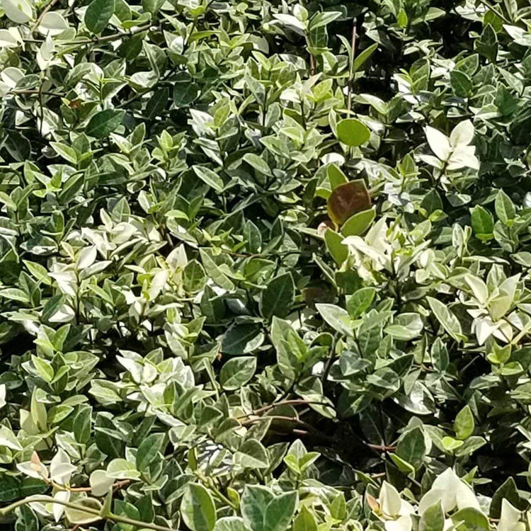 Variegated Asiatic Jasmine Minima - Live Plants - Trachelospermum Asiaticum 'variegatum' - Evergreen Groundcover