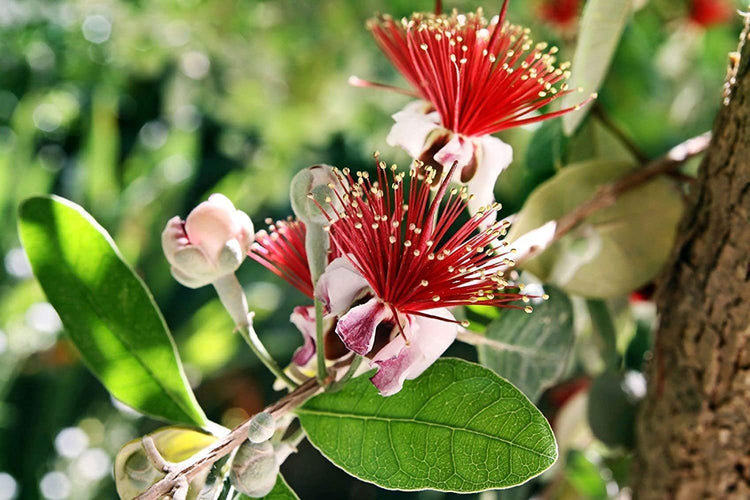 Pineapple Guava | Extra Large Gallon Plants | Feijoa Sellowiana | Edible Fruit Shrub and Fragrant Flowering Foliage