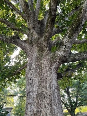 Swamp Chestnut Oak Tree | Live Seedlings | Quercus Michauxii | Perfect for Natural Landscapes | Hardy & Long-Lived