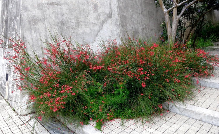 Firecracker Plant I Live Plants I Russelia Equisetiformis I Vibrant Red Tubular Flowers, Hummingbird Attracting, Heat-Tolerant, Perfect for Borders and Containers (30 Plants)