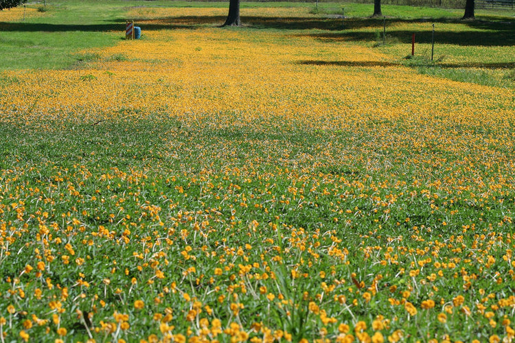 EcoTurf Perennial Peanut Grass - Live Plants - Arachis Glabrata - Drought Tolerant Low Maintenance Ground Cover