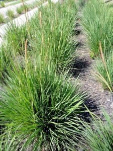 Fakahatchee Grass Dwarf | Extra Large 3 Gallon Plants | Tripsacum dactyloides Dwarf | Lush Garden Texture | Easy Care Feature