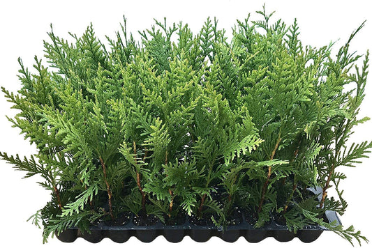 Thuja Green Giant Arborvitae - Live Trees 2" Pot Size - Evergreen Privacy Plants