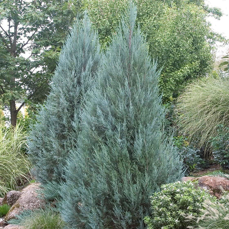 Moonglow Juniper | Live Gallon Size Trees | Juniperus Scopulorum | Drought Tolerant Evergreen Privacy Screening Plants