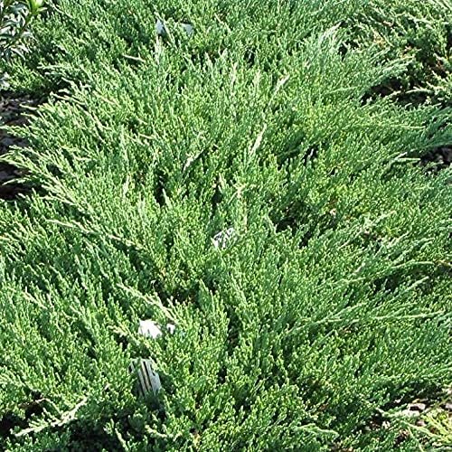 Green Sargent Juniper - Live Gallon Size Plants - Juniperus Chinensis - Drought Tolerant Cold Hardy Evergreen Groundcover