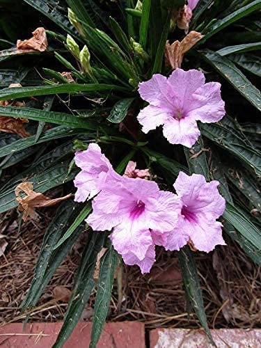 Dwarf Mexican Petunia Pink | Katie's Dwarf Ruellia Brittoniana | Live Plants | Drought Tolerant Blooming Butterfly Bush