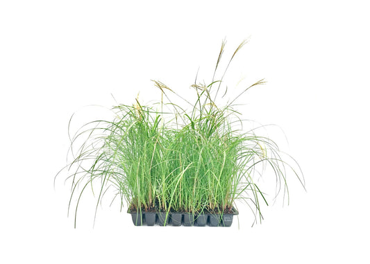 Adagio Maiden Grass | Live Plants | Micanthus Sinensis | Hardy Ornamental Grass Perfect for Landscaping and Gardening