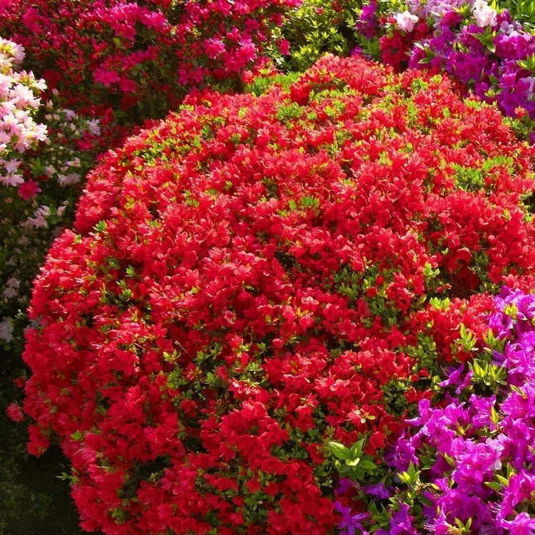 Red Ruffle Azalea | Live Seedlings | Rhododendron 'Red Ruffle' | Perfect for Colorful Vibrant Gardens | Hardy & Easy to Grow