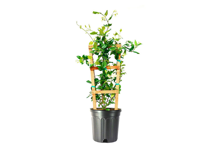 Star Confederate Jasmine | Extra Large 3 Gallon Plants | Trachelospermum jasminoides 'Star' | Lush Flowering Vine | Perfect for Trellises and Arbors