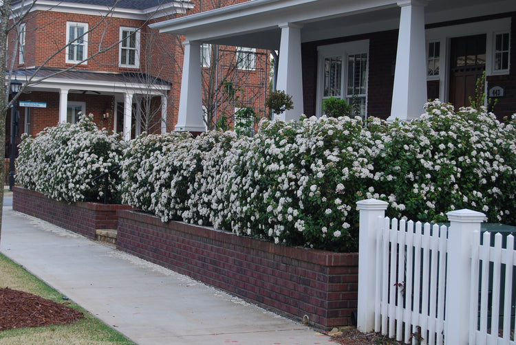 Spring Bouquet Viburnum - Live Plants - Tinus Laurustinus - Blooming Evergreen Shrub