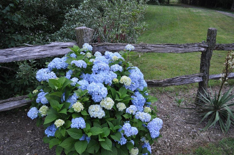 Hydrangea Nikko Blue | Extra Large Gallon Plants | Hydrangea macrophylla | Vibrant Bloom Color | Garden Favorite