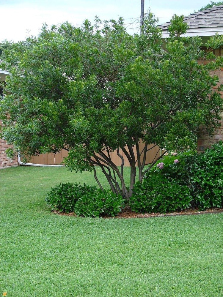 Wax Myrtle | Live Gallon Size Plants | Myrica Cerifera | Ideal for Natural Landscaping | Fragran, Fast-Growing & Hardy