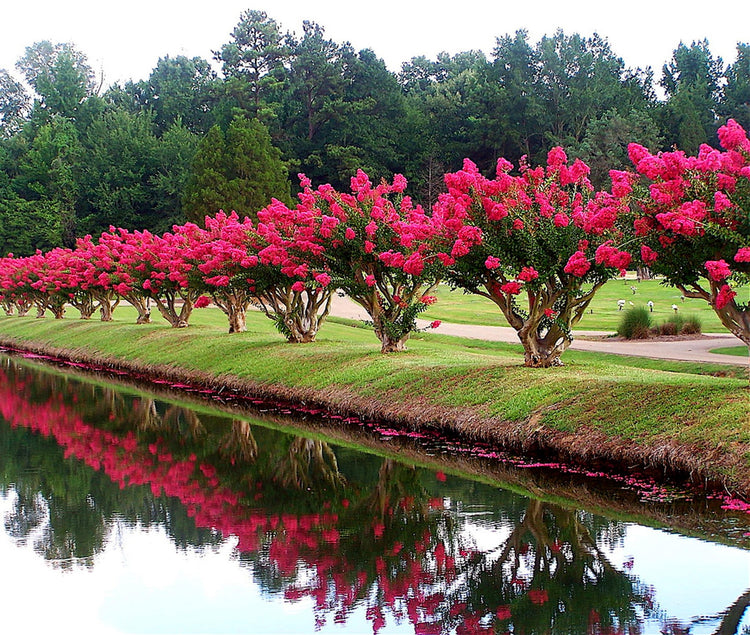 Crape Myrtle Tonto | Extra Large 3 Gallon Plant | Lagerstroemia 'Tonto' | Hardy Fuchsia Blooms | Compact Growth