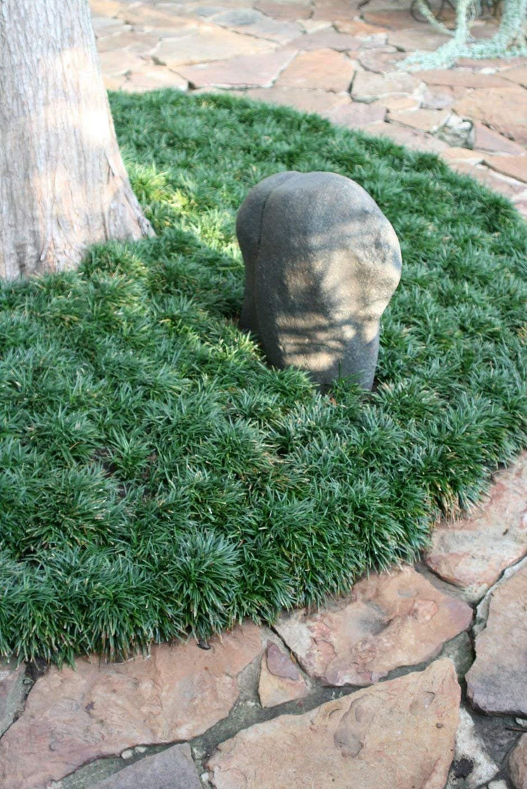 Dwarf Mondo Grass Qty Live Plants Shade Loving Evergreen Ground Cover Ophiopogon Japonicus Nanus