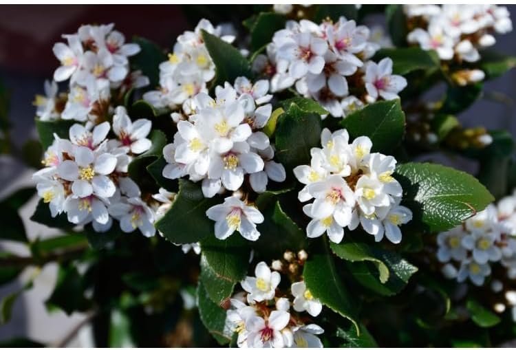 Indian Hawthorn Alba I Live Quart Size Plants I Raphiolepis Indica I Premium White-Flowering Evergreen Shrub, Ideal for Low Hedges, Borders, and Containers