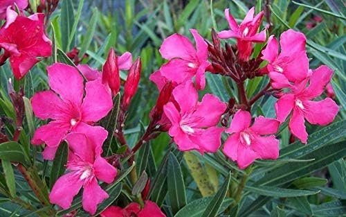 Oleander Calypso | Extra Large 3 Gallon Plants | Nerium Oleander | Hardy Perennial | Vibrant Pink Blooms