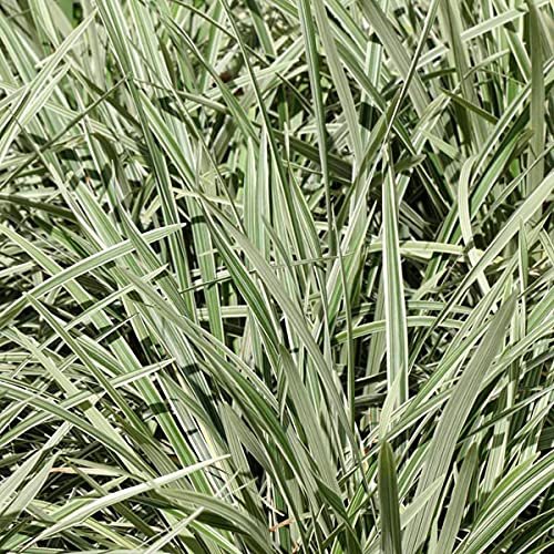 Aztec Grass - Gallon Size Plants - Live Variegated Liriope - Ophiopogon Intermedius Argenteomarginatus