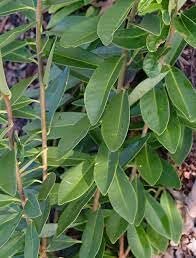 Anise Forest Green | Extra Large Gallon Plants | Illicium parviflorum | Fragrant Foliage | Shade Tolerant