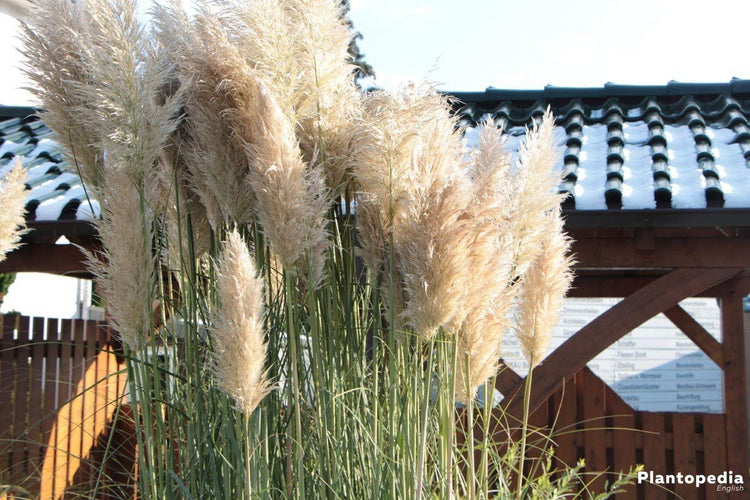 Pampas Grass | Live Plants | Cortaderia Selloana | Beautiful Blooming Screening Ornamental Foliage