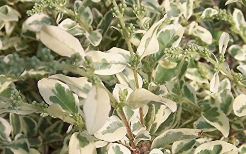 Ligustrum Variegated Sinense | Live Plants | Decorative Ornamental Garden Shrub | Vibrant Foliage for Landscaping and Outdoor Spaces (40 Plants)