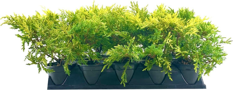 Saybrook Gold Juniper | Live Quart Size Plants | Juniperus Chinensis | Drought Tolerant Cold Hardy Evergreen Groundcover