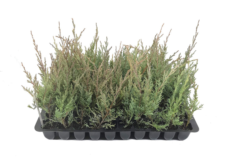 Hetzi Columnar Juniper - Live Plants - Juniperus Chinensis - Evergreen Privacy Barrier