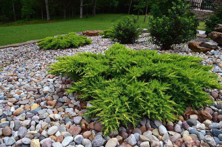 Juniper Calgary Carpet | Live Inch Pots | Juniperus Sabina Monna | Drought Tolerant Cold Hardy Evergreen Groundcover Plants