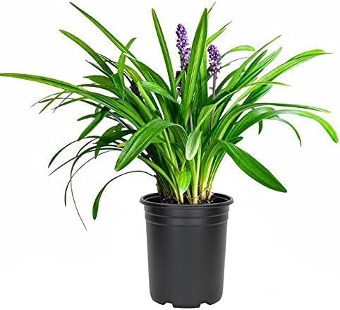 Liriope Emerald Goddess Muscari | Large Gallon Size Plants | Live Drought Tolerant Low Maintenance Evergreen Groundcover Grass