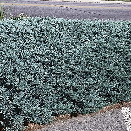 Juniper Blue Chip - Live Gallon Size Plants - Juniperus Horizontalis - Evergreen Cold Hardy Drought Tolerant Groundcover