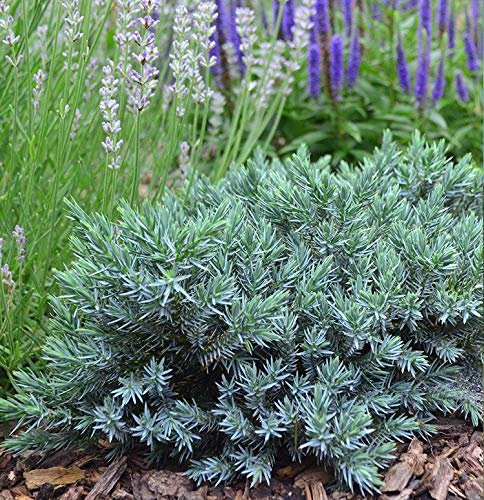 Blue Star Juniper - Live Plants - Juniperus Squamata - Low Maintenance Evergreen Groundcover