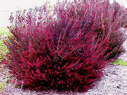 New Zealand Tea I Live Plants I Pink Flowers I Leptospermum Scoparium | Rich Aroma and Robust Flavor