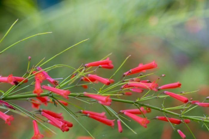 Firecracker Plant I Live Plants I Russelia Equisetiformis I Vibrant Red Tubular Flowers, Hummingbird Attracting, Heat-Tolerant, Perfect for Borders and Containers (30 Plants)