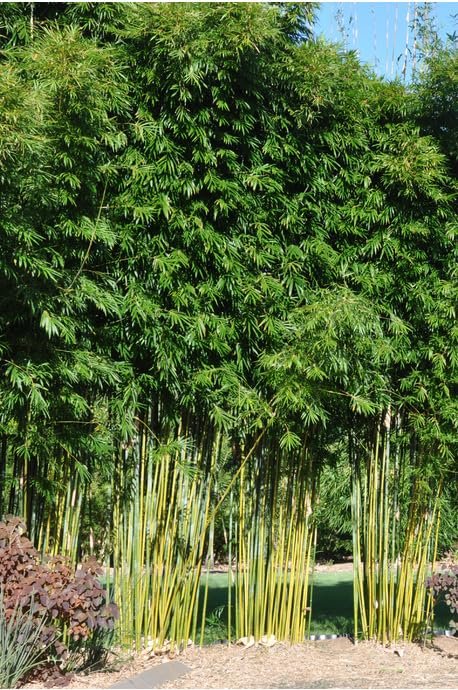 Graceful Bambusa Nutans Bongkhai Ever Bamboo | Large Gallon Size Plants | Fast-Growing Privacy Screen | Hardy & Lush Outdoor Greenery