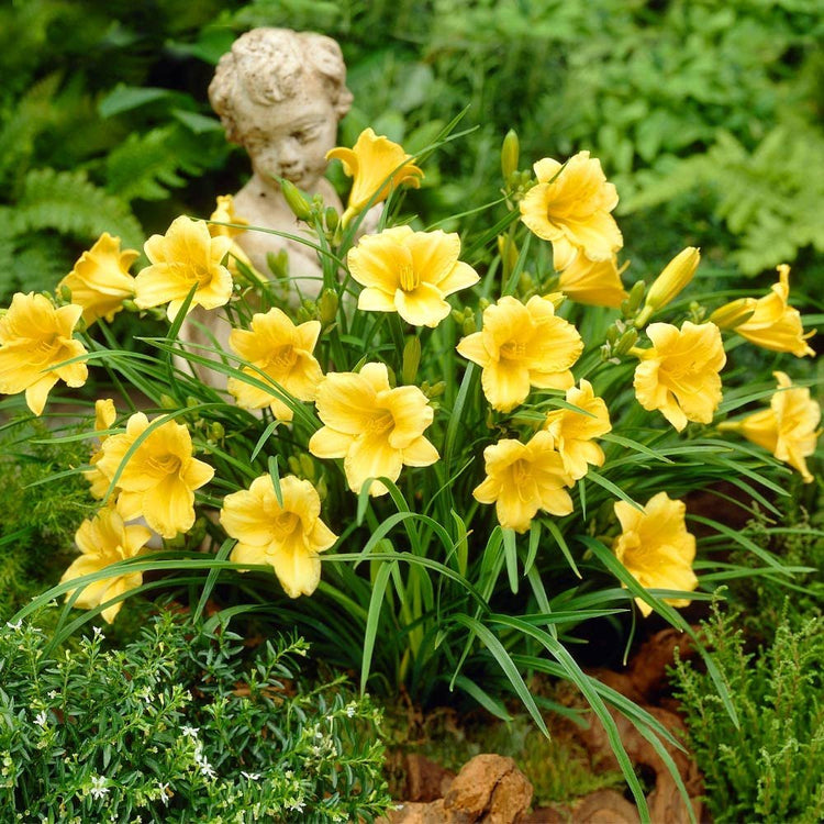 Daylily Stella D' Oro I Live Inch Pots I Hemerocallis | Yellow Flowers I Rich Golden Blooms, Perennial Garden Jewel, Easy-to-Grow for Year-Round Beauty