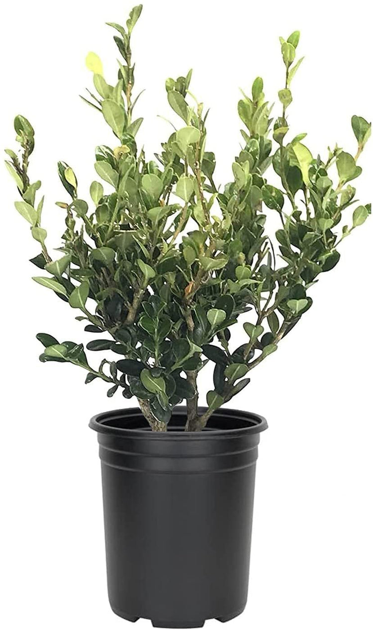 Wintergreen Korean Boxwood - Live Gallon Size Plants - Buxus Microphylla - Cold Hardy Formal Evergreen Hedge